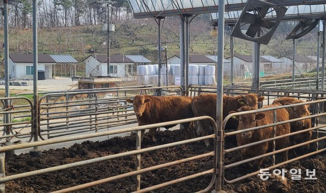 스마트 국가산업단지 예정지인 세종시 연서면 와촌리에 조립식 주택이 줄줄이 들어서 있습니다. 집 마당 앞에 소 100여 마리를 키우는 대형 축사가 있어 마스크를 착용했는데도 분뇨 악취를 맡을 수 있었습니다.