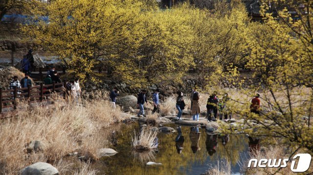 13일 오후 전남 구례군 산동면 반곡마을에서 상춘객들이 만개한 산수유꽃을 보며 즐거운 시간을 보내고 있다.(전남구례군 제공) 2021.3.13/뉴스1 © News1