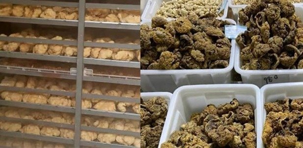 시중에서 판매되는 태반 - 펑파이 갈무리