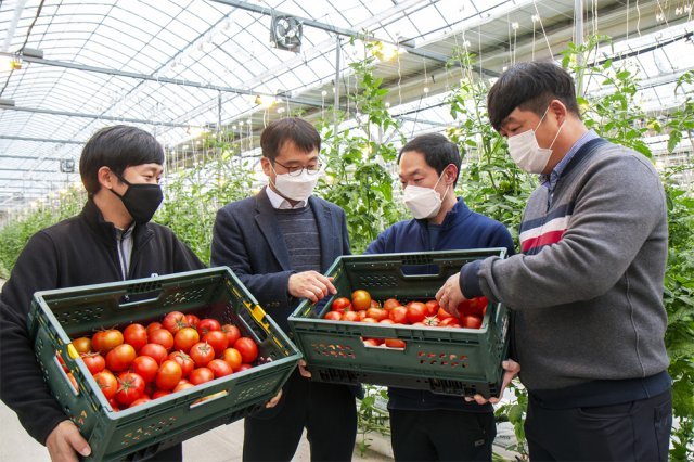 충남 논산시 농업회사 ‘팜팜’에서 양광식 팜팜 대표(오른쪽)와 김홍원 신세계푸드 농산팀장(왼쪽에서 두 번째)이 노브랜드 버거 재료로 쓰일 토마토를 살펴보고 있다. 신세계푸드 제공