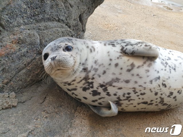 지난 2월 태어난 서울대공원 아기 참물범(서울대공원 제공).© 뉴스1