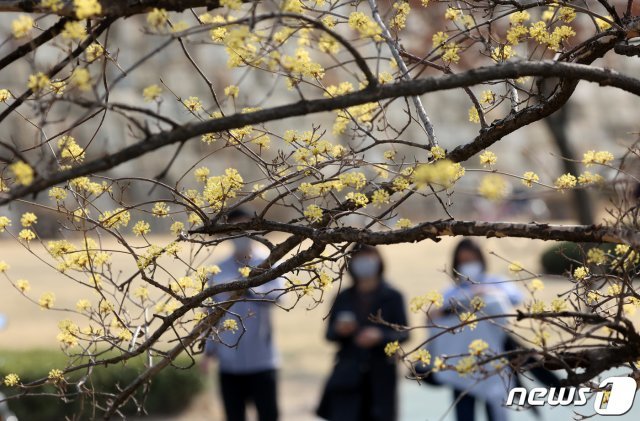 완연한 봄 날씨가 이어진 19일 오후 경기도 수원시 장안공원에서 노랗게 핀 산수유꽃과 함께 시민들이 산책을 즐기고 있다. 2021.3.19/뉴스1 © News1