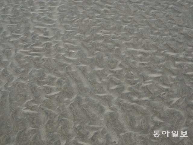바람이 빚어낸 모래사장의 다양한 무늬들. 바람이 부는 방향에 따라 다양한 문양이 새겨진다. 안영배 기자