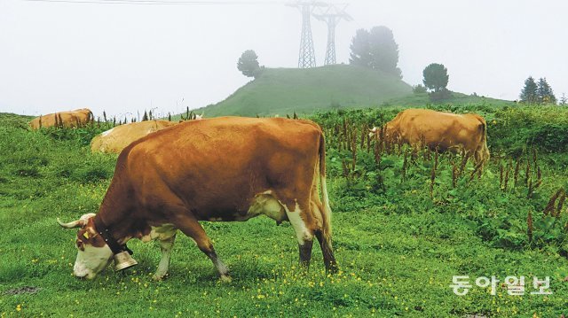 스위스 초원에서 풀을 뜯는 소들. 육식을 줄이면 숲을 지키는 동시에 온실가스 배출 등으로 인한 기후변화와 환경오염을 줄일 수 있다. 동아일보DB