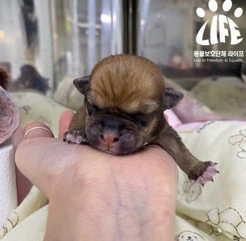 사진=동물보호단체 라이프 제공