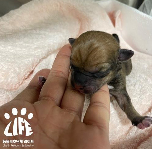 사진=동물보호단체 라이프 제공
