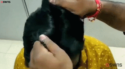 경찰이 밀수업자가 정수리에 숨긴 금과 현금을 발견한 당시 상황을 재연하는 모습. 유튜브 채널 SWNS 갈무리