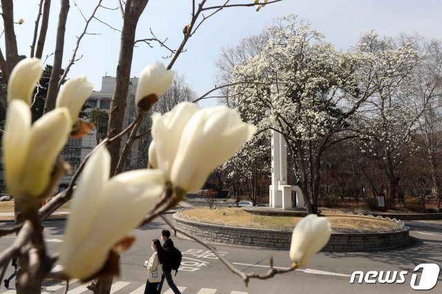 포근한 봄 날씨를 보인 23일 오후 서울 동대문구 경희대학교 서울캠퍼스에서 학생들이 목련꽃 사이로 발걸음을 옮기고 있다. 2021.3.23/뉴스1 © News1