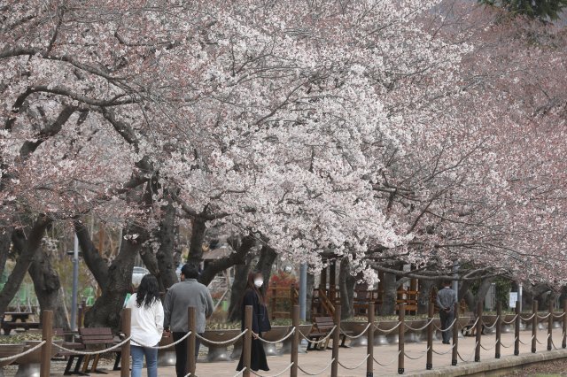 지난 24일 오후 경남 창원시 진해구 경화역을 찾은 상춘객들이 벚꽃을 보고 있다. 진해=뉴스1