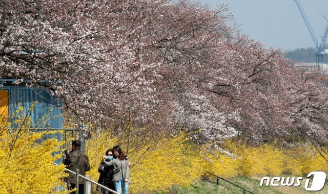 낮기온이 크게 오른 25일 오후 대전 유성구 한국과학기술원(KAIST) 인근 도로변에 벚꽃과 개나리가 만개해 있다. 2021.3.25/ 뉴스1