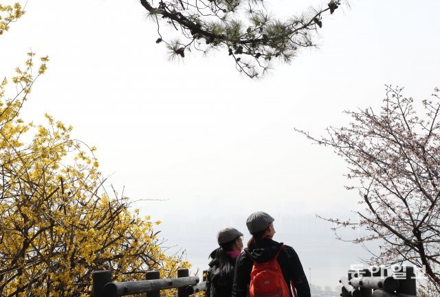26일 서울 성동구 응봉산에는 개나리와 살구나무 꽃이 활짝 피었다. 하지만 미세먼지 때문에 시야가 좋지않다.