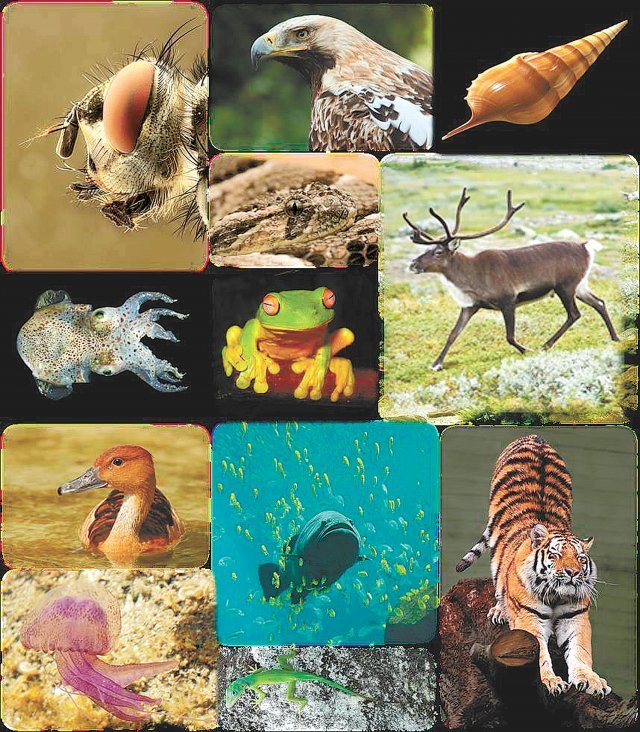 생물다양성은 자연계에 존재하는 생물의 다양성으로 종간의 다양성, 종 내의 다양성을 모두 포괄한다. 과학자들은 위키피디아와 소셜네트워크서비스 등을 생물다양성 연구에 활용하고 있다. 위키피디아 제공
