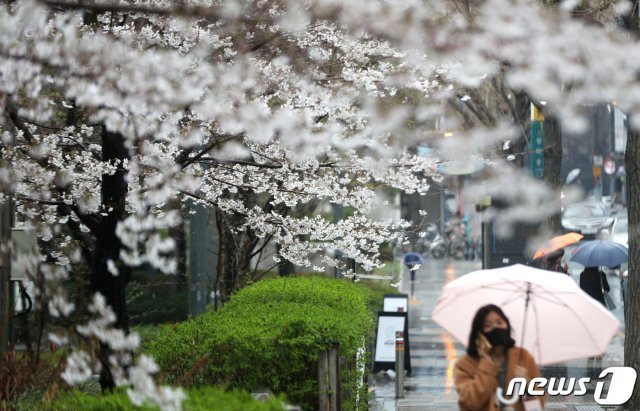 봄비가 내린 27일 오후 서울 광화문 역 앞에서 우산을 쓴 시민이 벚꽃을 보며 발걸음을 재촉하고 있다. 2021.3.27/뉴스1 © News1