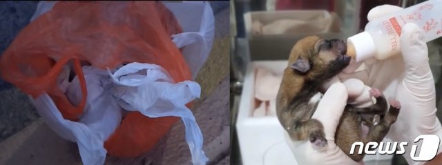새끼 강아지와 유기에 사용된 쓰레기봉투.(동물보호단체 라이프 제공) © 뉴스1