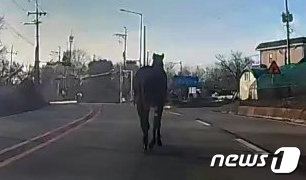 30일 오전 7시 35분쯤 김포시 고촌읍 신곡사거리 인근 도로에서 승마장에서 나온 말 한마리가 도로를 활보하고 있다. (독자제공)2021.3.30/뉴스1 © News1