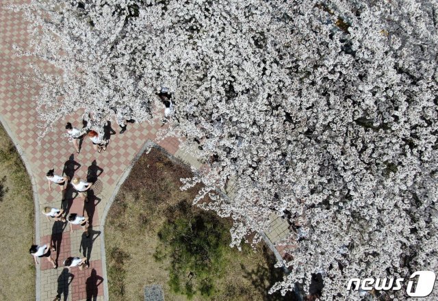 30일 오후 대전 유성구 대덕대학교에서 모델과 학생들이 벚꽃 아래서 워킹 수업을 받고 있다. 2021.3.30/뉴스1 © News1