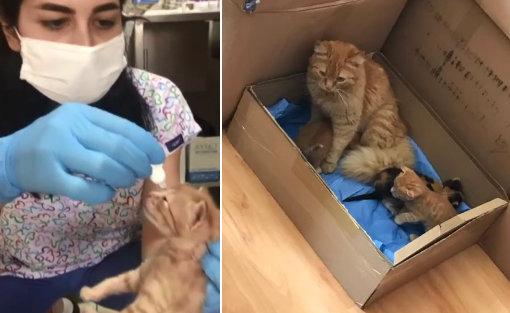 새끼 고양이를 치료하는 의료진(왼쪽)과 어미 고양이와 함께 있는 새끼 고양이들(오른쪽). 유튜브 캡처