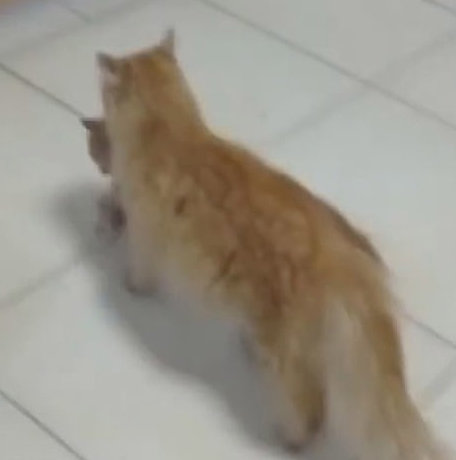 새끼 고양이를 물고 병원을 찾아온 어미 고양이. 유튜브 캡처