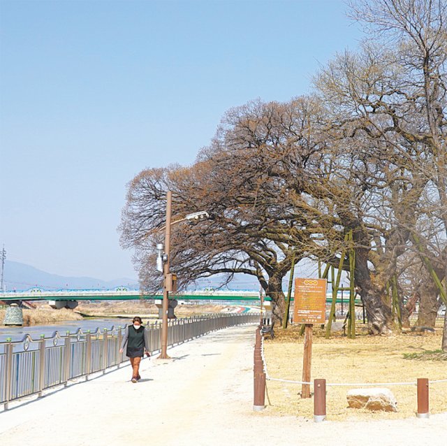 성주군 ‘성밖숲’에 있는 왕버들 산책길. 태실 태봉안 재현행사가 매년 열리는 곳이다.