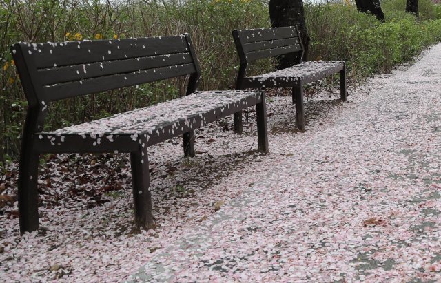 코로나 19로 인해 올해 벚꽃 엔딩은 인파 없이 이뤄지고 있다. 4일 일요일 오전 여의도 윤중로 모습.