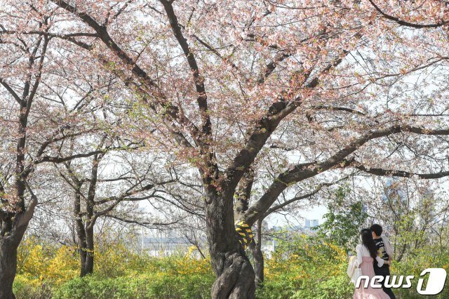 5일 오후 서울 영등포구 윤중로 벚꽃길에서 시민들이 즐거운 시간을 보내고 있다. © News1
