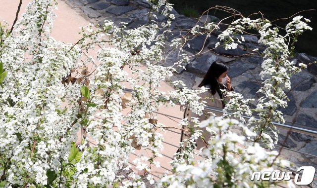 포근한 봄 날씨가 이어진 6일 오전 서울 종로구 청계천에서 시민들이 조팝나무 아래로 산책을 즐기고 있다. 2021.4.6/뉴스1 © News1
