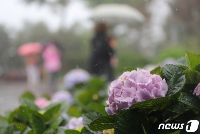 제주 지역에 호우특보가 발효된 12일 오전 제주 서귀포시 남원읍 휴애리자연생활공원에서 방문객들이 만개한 수국을 관람하고 있다. 2021.4.12/뉴스1 © News1