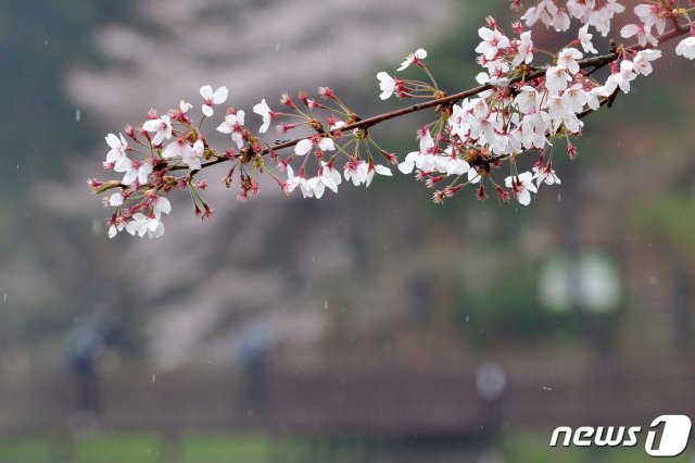 12일 오후 경북 포항시 북구 우창동 마장지에 있는 벚꽃들이 봄 비에 떨어지고 있다. 2021.4.12/뉴스1 © News1