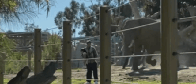 2월 19일 한 20대 남성이 딸과 함께 캘리포니아주 샌디에이고 동물원에 있는 코끼리 서식지에 들어가려다 코끼리가 다가오자 몸을 피하고 있다. 영상출처=美 ABC뉴스