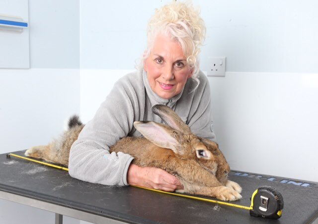 세계에서 가장 큰 토끼 다리우스. 주인 아넷 에드워즈 트위터 갈무리