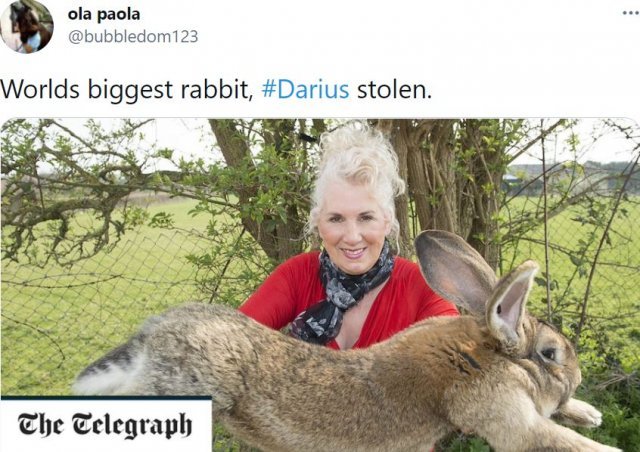 세계에서 가장 큰 토끼 다리우스가 도난 당했다는 내용의 트위터 캡처