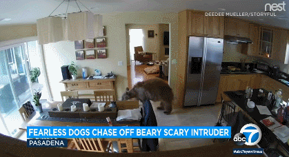 집에 침입한 곰을 쫓아내는 소형견 두 마리. ABC 7 뉴스 방송화면 캡처