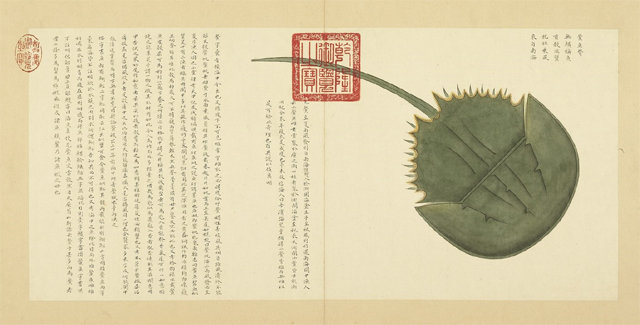 중국 청나라 시대 섭황이 그린 어류 박물저서 ‘해착도’의 삽화. 대만 국립고궁박물원 제공
