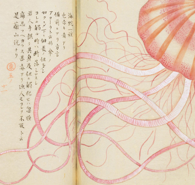 일본 구리모토 단슈가 그린 ‘율씨어보’의 삽화. 일본 국립국회도서관 제공