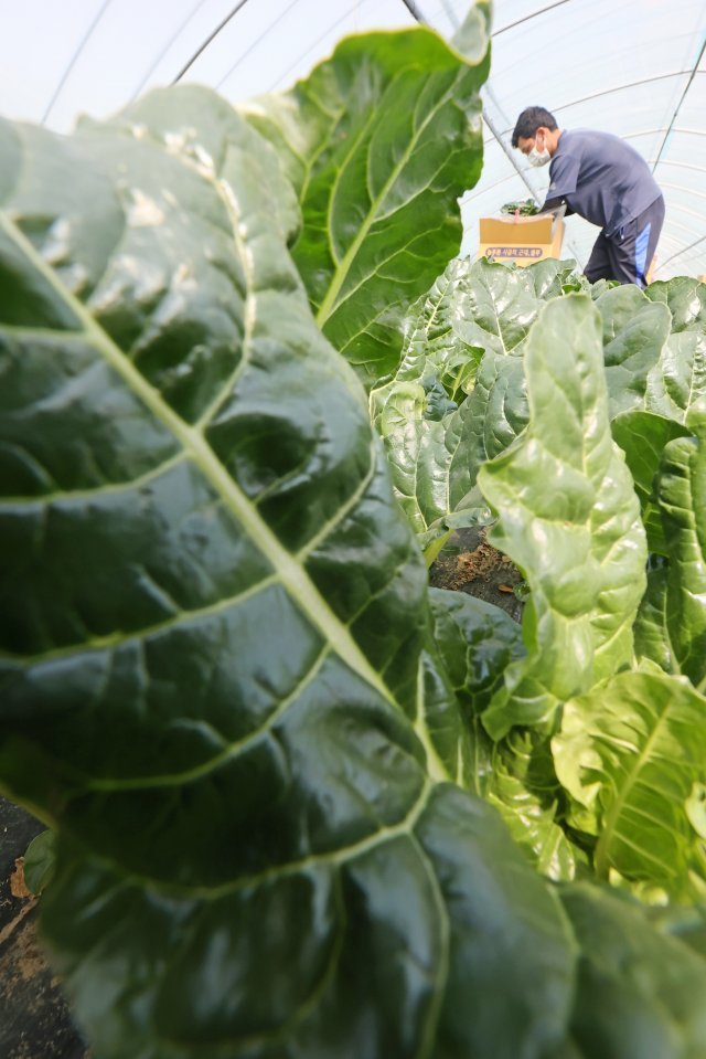 19일 오전 서울 송파구의 한 농원에서 농민이 겨울을 지나 잎이 탐스럽게 자란 근대를 수확하고 있다. 뉴스1