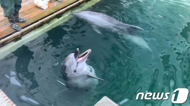 제주 마린파크에 마지막으로 남은 개체인 큰돌고래 ‘화순이’(핫핑크돌핀스 제공)2021.4.20