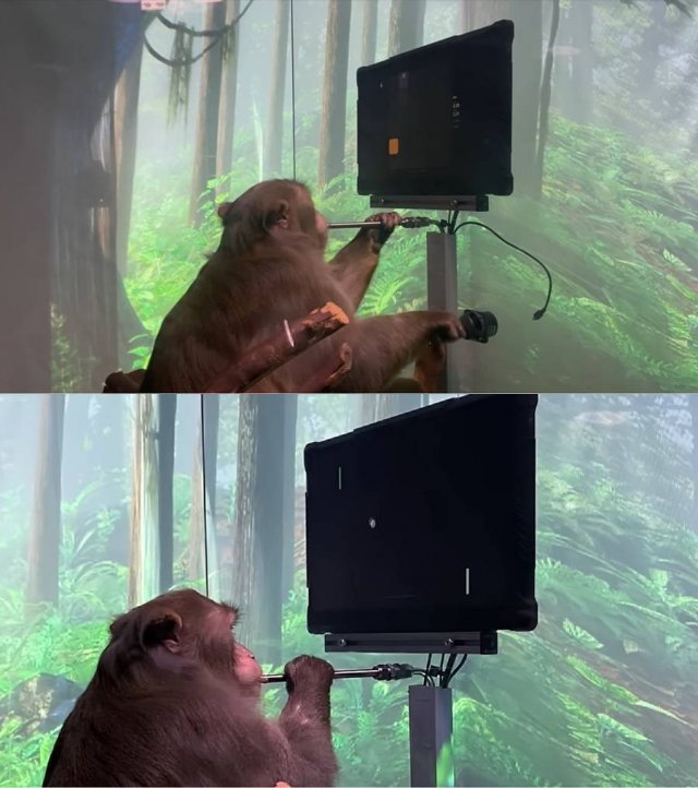 생각만으로 게임을 조작하는 원숭이. 위 사진을 자세히 보면 조이스틱 선이 뽑혀있다 (출처=뉴럴링크)