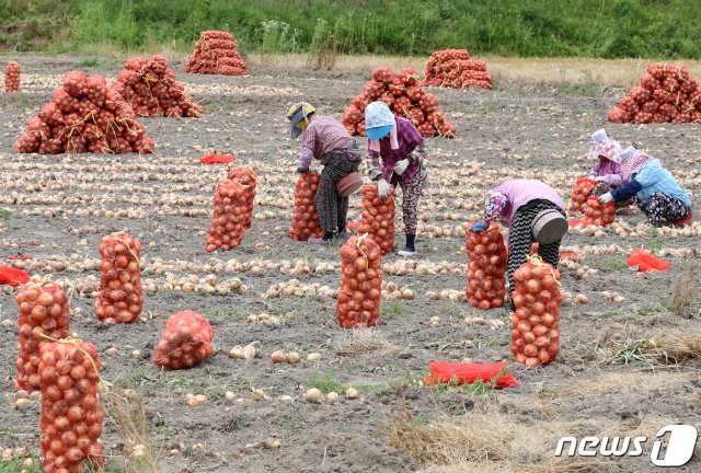 경북 청도군 이서면 한 양파밭에서 일꾼들이 양파를 수확하고 있다. /뉴스1 DB © News1