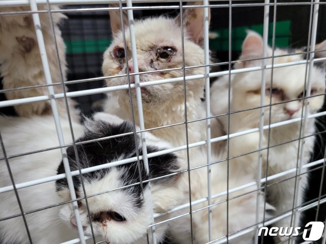지난 23일 광주 북구 용봉동 한 불법 고양이 사육 업장에서 피부병과 각막염을 앓고 있는 고양이가 철창 안에 갇혀있다.(비글구조네트워크 제공)2021.3.25 © News1