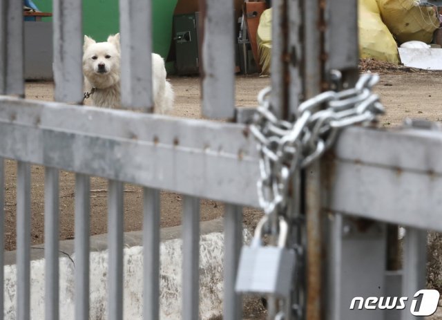인천 강화군 폐분교 안에 강아지가 묶여 있다. 2021.3.28/뉴스1 © News1