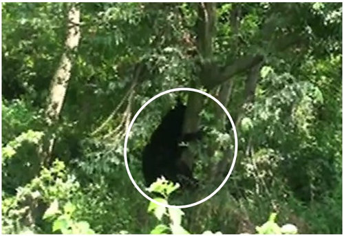 수술 회복 후 나무를 오르고 있는 반달가슴곰. 사진 제공=시지바이오