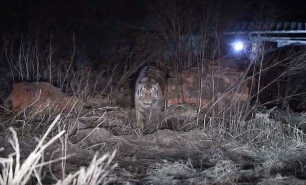민가 앞을 배회하는 야생 호랑이