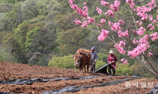 충북 단양군 한 고추밭에서 황수만(75) 씨와 권남순(70) 씨 부부가 암소 ‘누렁이’와 고추밭 두둑에 비닐을  덮고 있습니다.