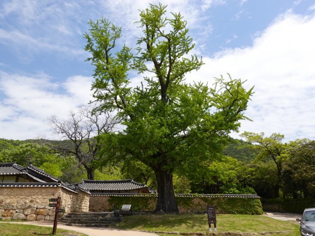 녹우당 앞뜰에 있는 500년 수령의 은행나무. 이곳의 입향조(入鄕祖) 어초은 윤효정이 심은 나무다.