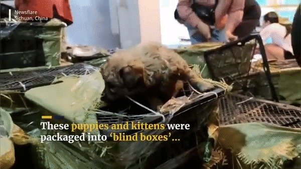 트럭 내부에서 발견된 ‘살아있는 동물 상자’ 속 동물들. (SCMP 갈무리) © 뉴스1