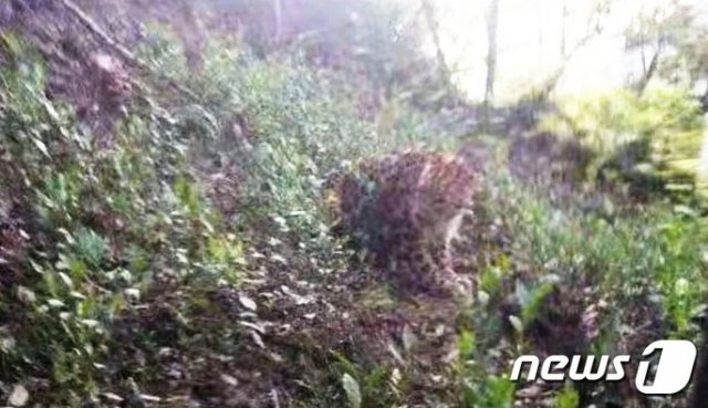 허자춘에서 발견된 표범 - 웨이보 갈무리