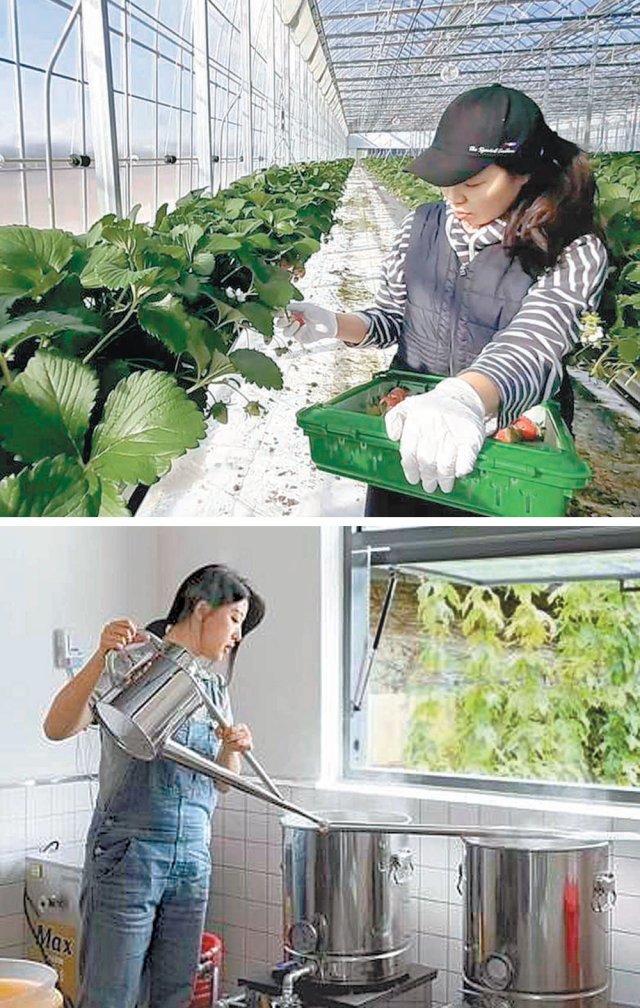 최근 경북 의성군 다인면의 스마트팜 딸기 농장에서 안혜원 씨가 딸기를 수확하고 있다(위쪽 사진). 의성군 안계면 수제 맥줏집 호피 홀리데이에서 김예지 씨가 맥주를 만들고 있다. 경북도 제공