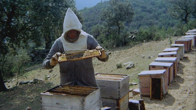 영화 ‘벌집의 정령’에서 가장인 페르난도는 벌의 생태를 보며 벌과 같은 자신의 처지에 서글퍼한다. 보카치오 제공