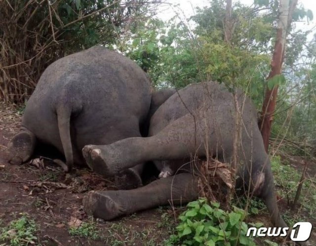 인도에서 코끼리 18마리가 낙뢰 인해 죽은 것으로 추정된다고 AFP통신 등 현지 매체가 전했다.(인도 힌두타임스 갈무리) © 뉴스1