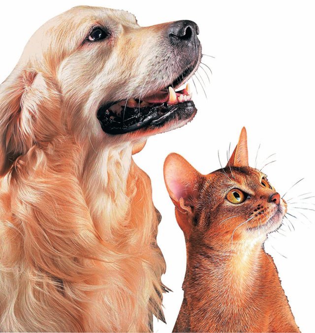 인간과 가장 친숙한 반려동물 개와 고양이. 신간 ‘개와 함께한 10만 시간’과 ‘고양이 철학’ 저자들은 반려동물의 행태를 제대로 이해하기 위해 노력한다. 게티이미지코리아